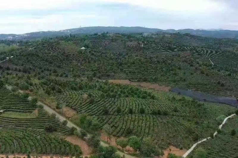 访茶山探古道 这条普洱茶文化之旅你打卡了吗？